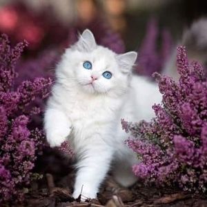 Meet your Posher, Sarai